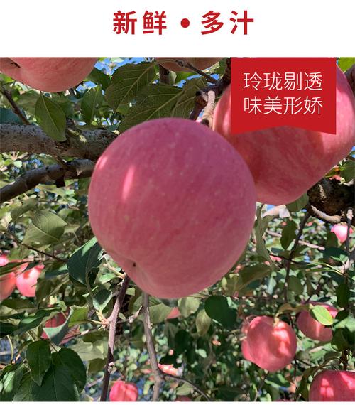 供应产品 爆甜红苹果应季新鲜水果自家果园现摘现发山东烟台苹果富士