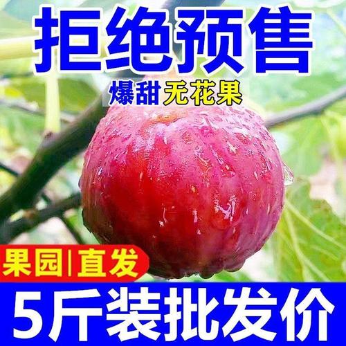 坏果包赔新鲜无花果红皮大果当季现摘水果53斤批发包邮