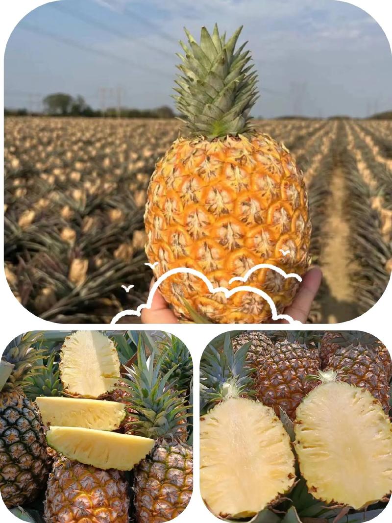 海南金钻17号凤梨只做自然熟 #新鲜应季水果 #优质农产品