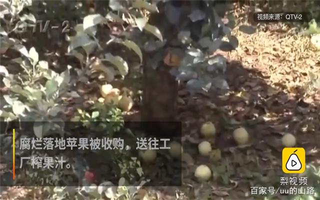 2毛钱1斤的烂苹果,经过工厂加工后变成高档果汁,你还敢喝吗?